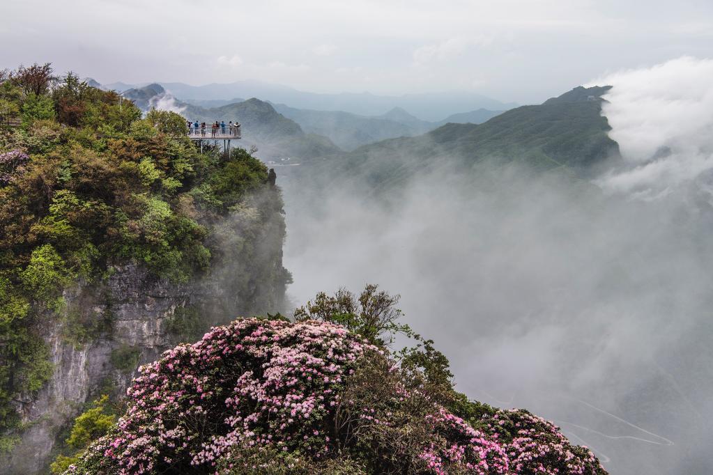 漢中龍頭山：云中杜鵑更嬌美