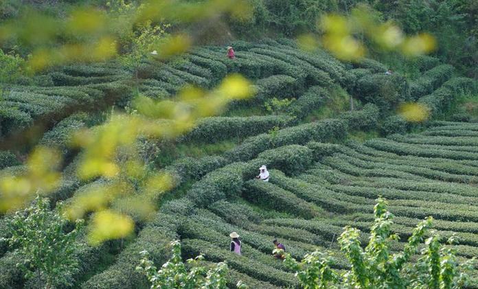 秦巴漢水間，百萬畝茶園帶來綠色“錢”景